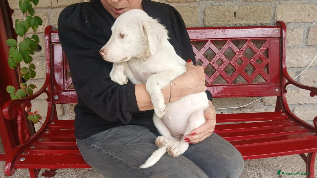 Meticcio cani in regalo: MAGGIE DOLCISSIMA CUCC. HA BISOGNO DEL TUO AMORE - Annuncio 4