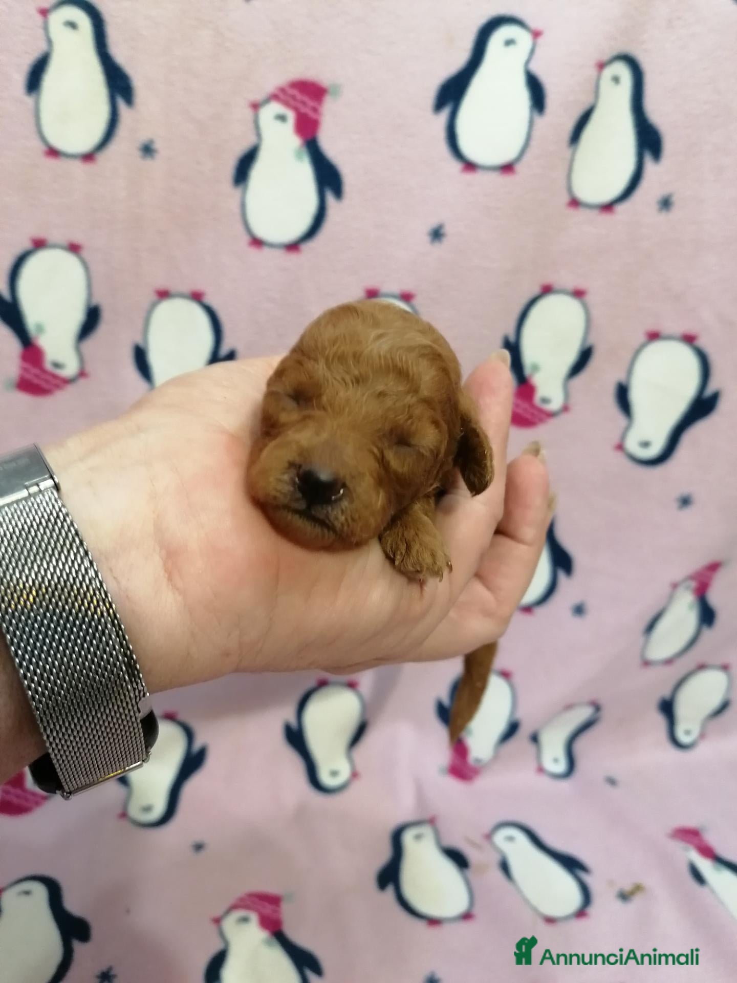 Barboncino cani in vendita: Barboncini nani red cuccioli - Annuncio 4
