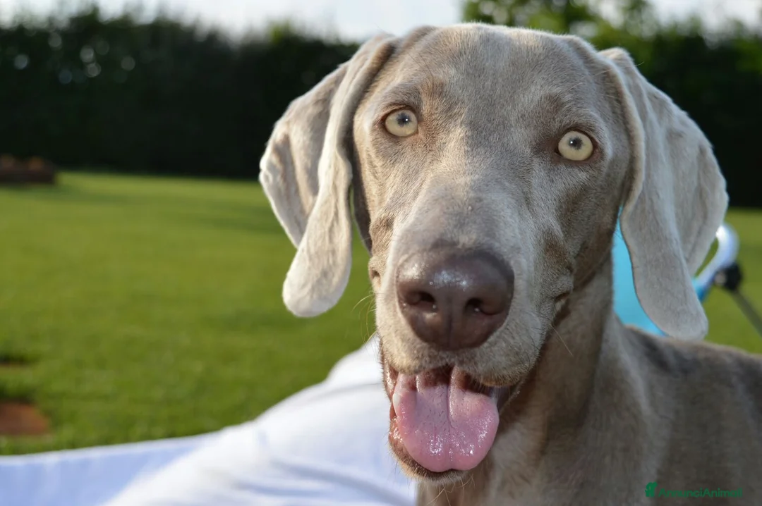Weimaraner cani in vendita: Cuccioli weimaraner  - Annuncio 8