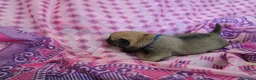 Carlino cani in vendita: Cuccioli carlino con pedigree ENCI  - Annuncio 7