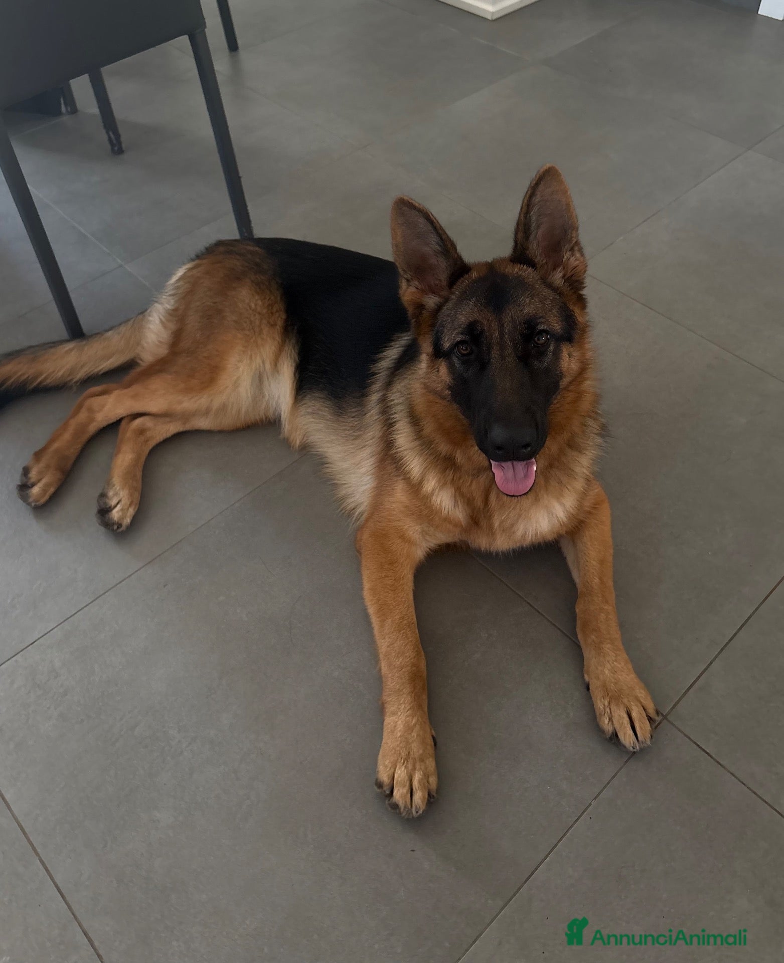 Pastore Tedesco cani PASTORE TEDESCO FEMMINA - Annuncio 3