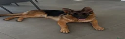 Pastore Tedesco cani in vendita: PASTORE TEDESCO FEMMINA a Città metropolitana di Roma Capitale - Annuncio 1
