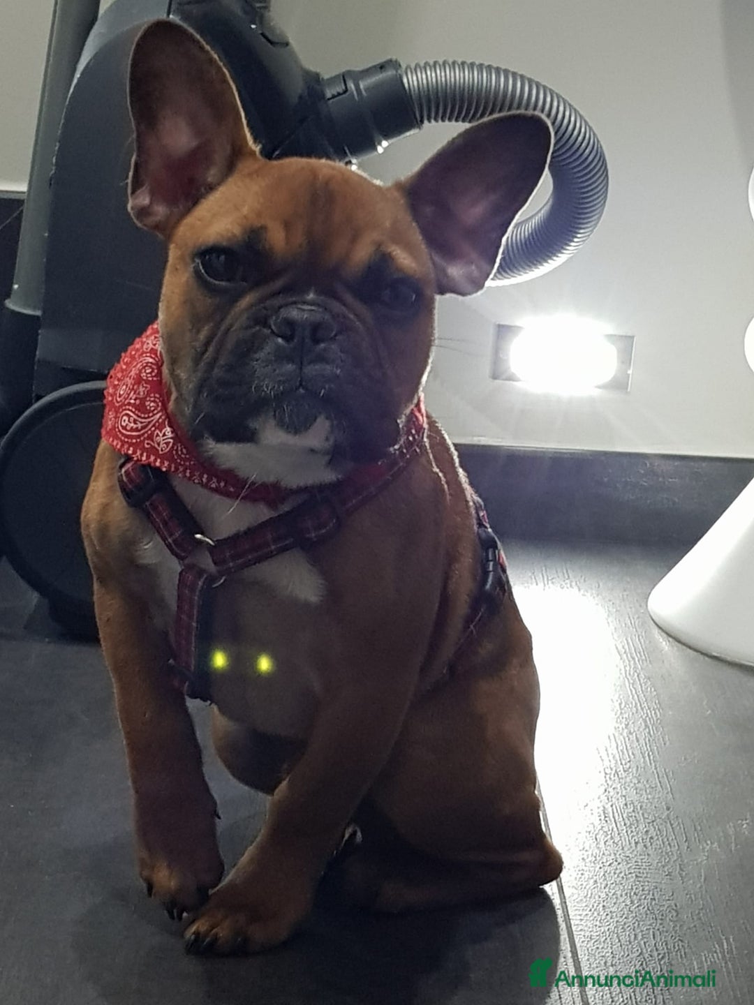 Bulldog Francese cani per accoppiamento: Nico in cerca di una fidanzatina  - Annuncio 7