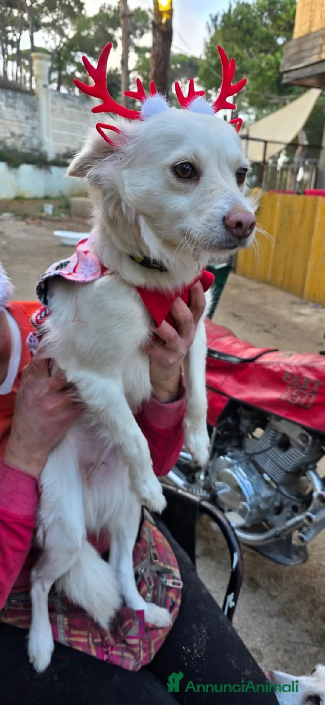 Meticcio cani in regalo: Pepper, una pelosetta dolcissima - Annuncio 7