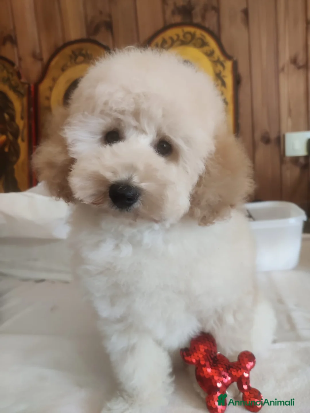 Barboncino Toy cani in vendita: Cucciolo di Baboncino Nano Maschio color Champagne - Annuncio 1
