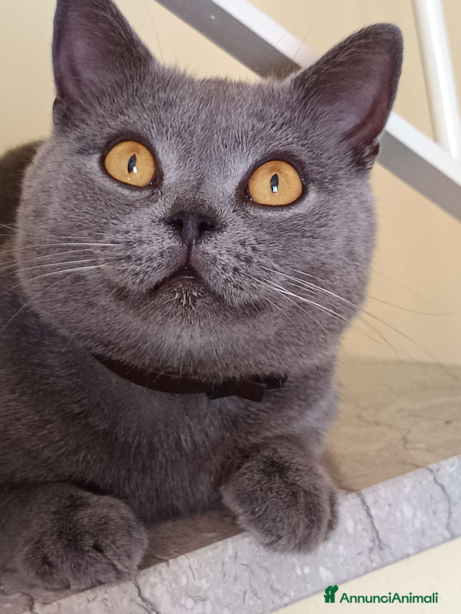 British gatti Gattini British shortair  - Annuncio 6