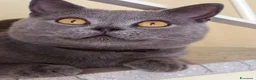 British gatti in vendita: Gattini British shortair  - Annuncio 1