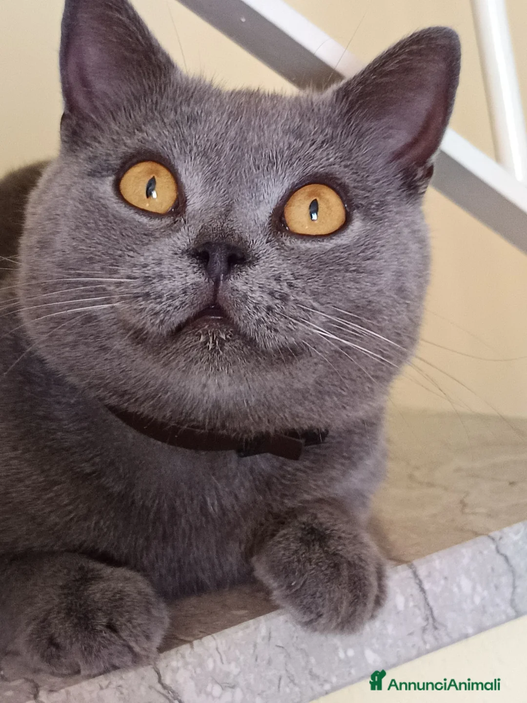 British gatti in vendita: Gattini British shortair  - Annuncio 1