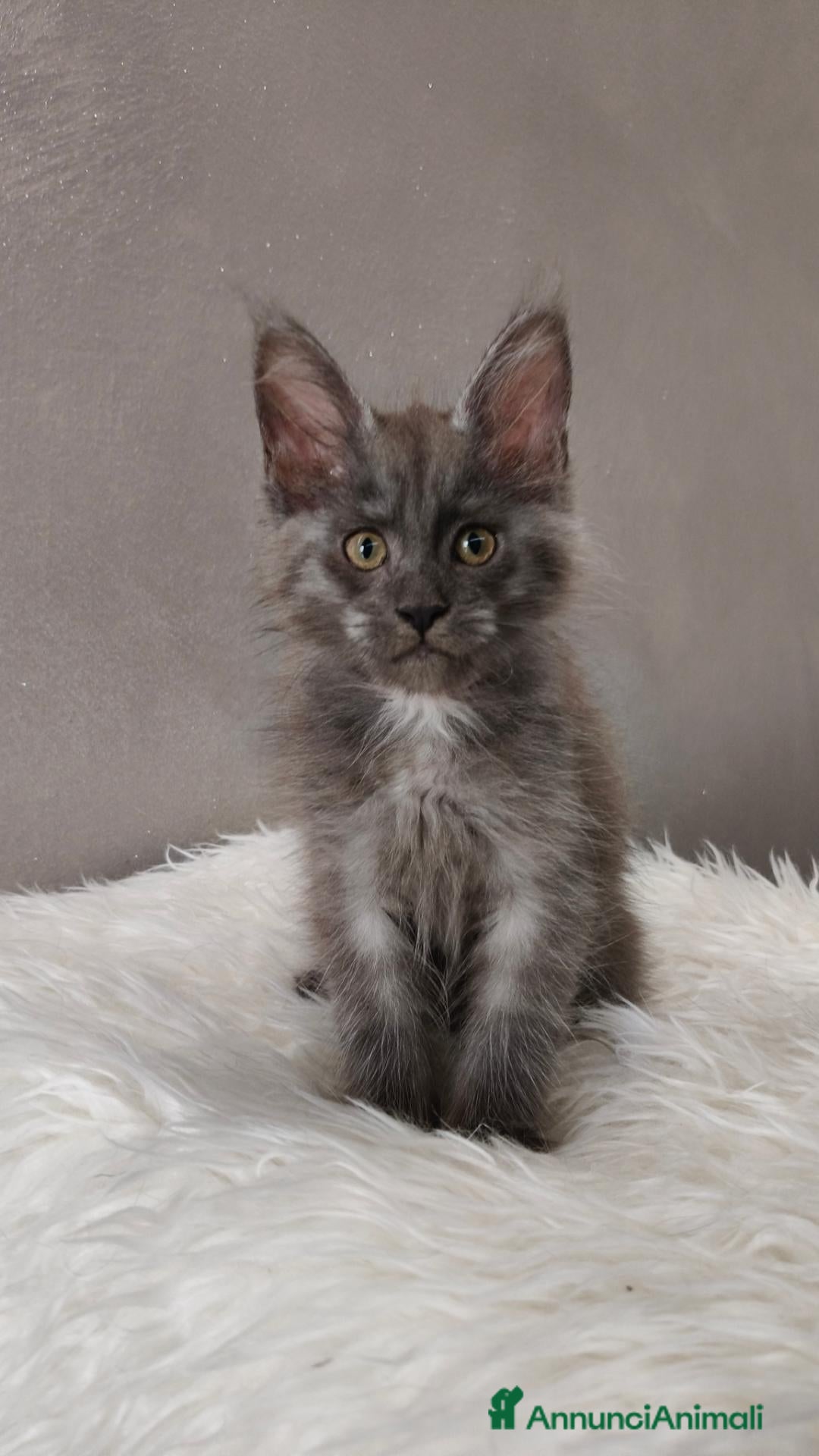 Maine Coon gatti Maine Coon Blue Smoke femmina  - Annuncio 11