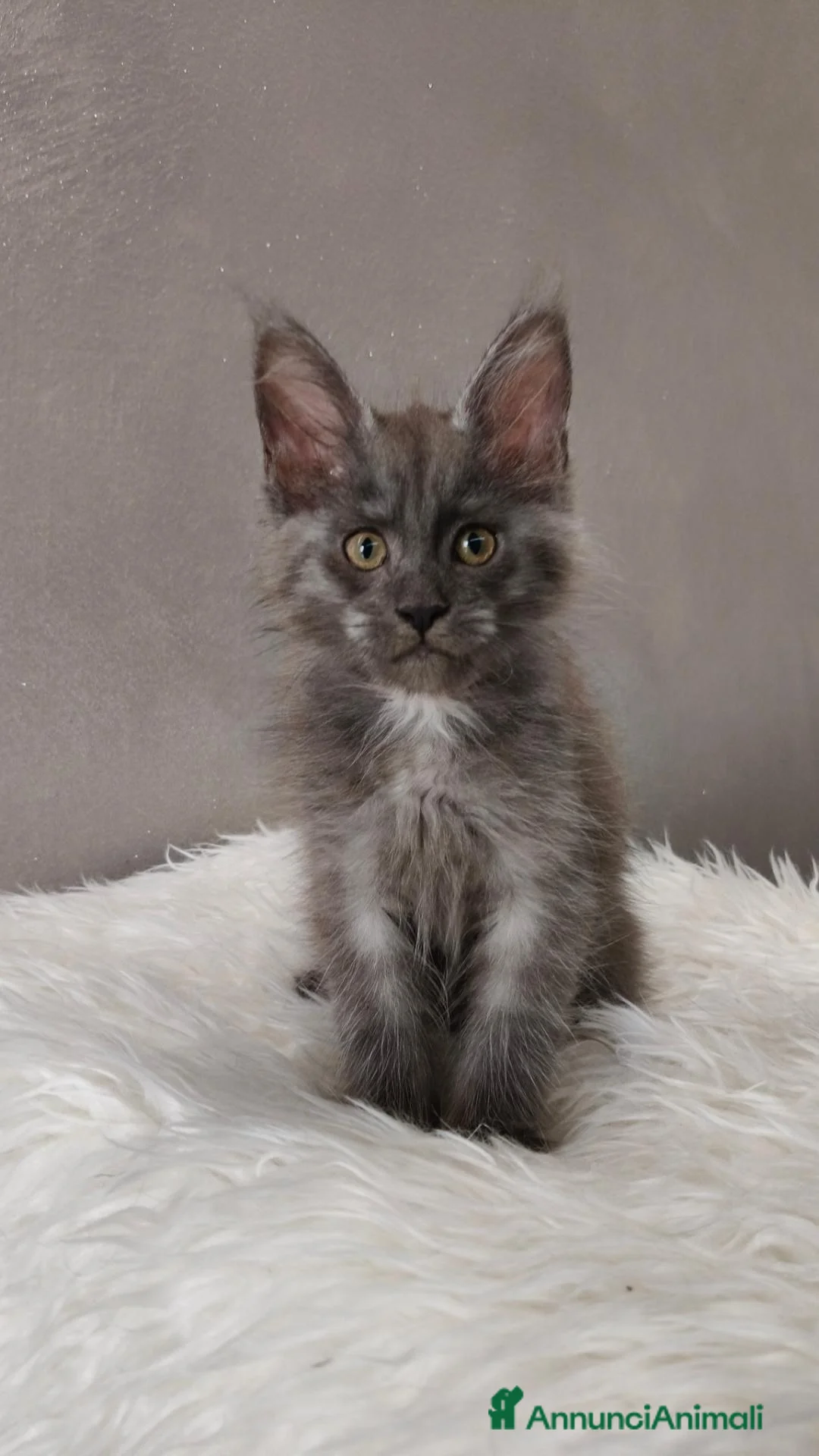 Maine Coon gatti in vendita: Maine Coon Blue Smoke femmina  - Annuncio 1