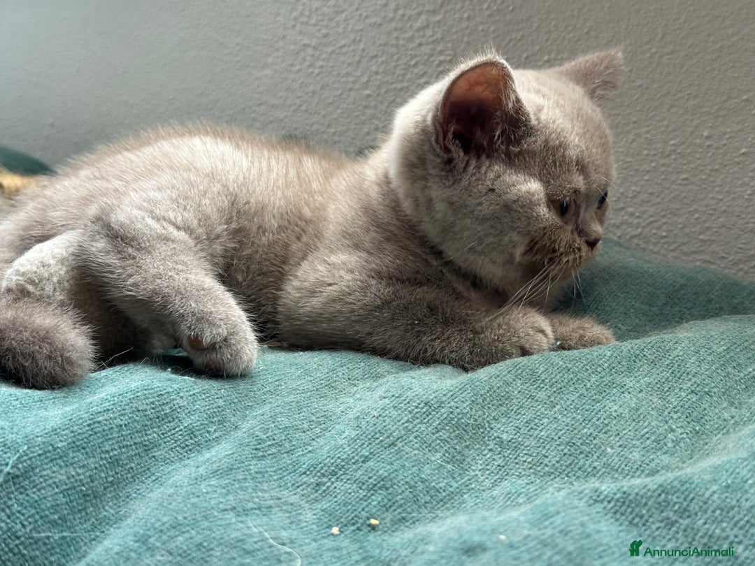 British gatti in vendita: Cuccioli di vero British Shorthair  a Città Metropolitana di Bologna - Annuncio 3