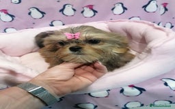 Meticcio cani in vendita: Shorkie cuccioli - Yorkshire e Shih Tzu a Province of Rovigo - Immagine 6