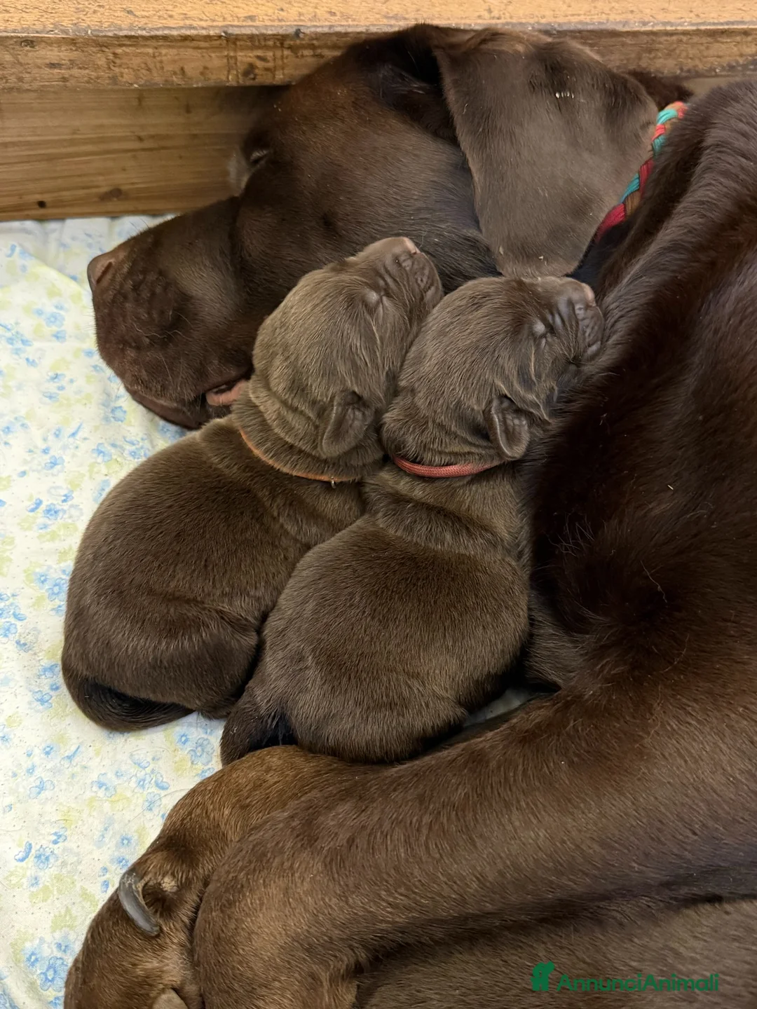 Labrador cani in vendita: Labrador Retriever Chocolate  - Annuncio 7