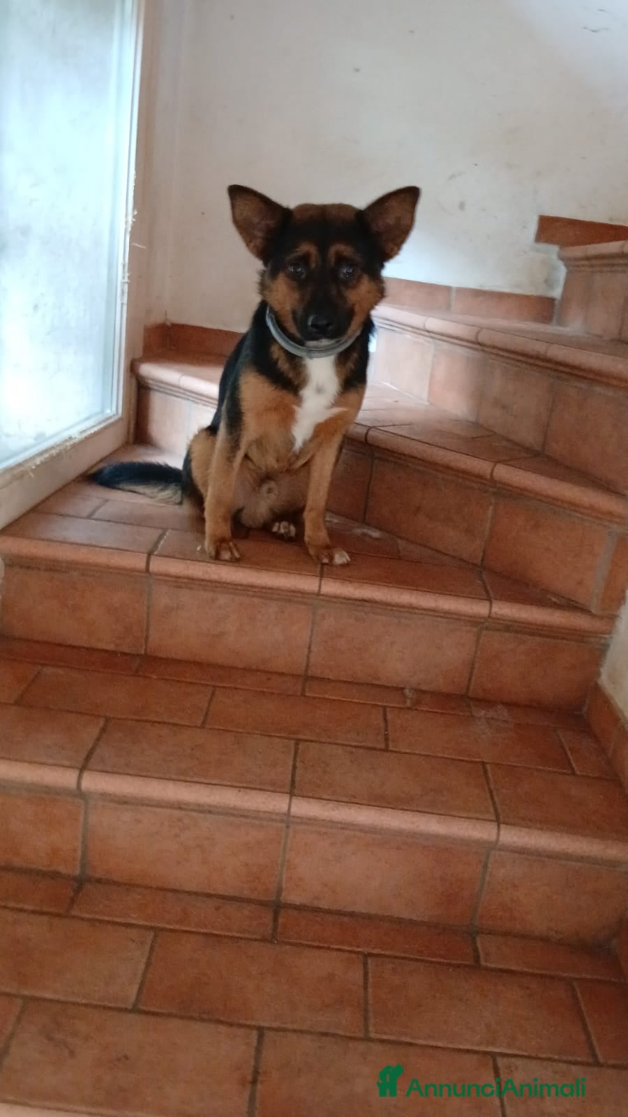 Meticcio cani Lucio: taglia piccola, torna indietro. Urgente  - Annuncio 14