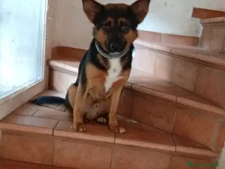 Meticcio cani Lucio: taglia piccola, torna indietro. Urgente - Annuncio 14