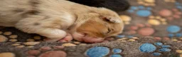 Australian Shepherd cani in vendita: aussie australian shepherd  - Annuncio 1