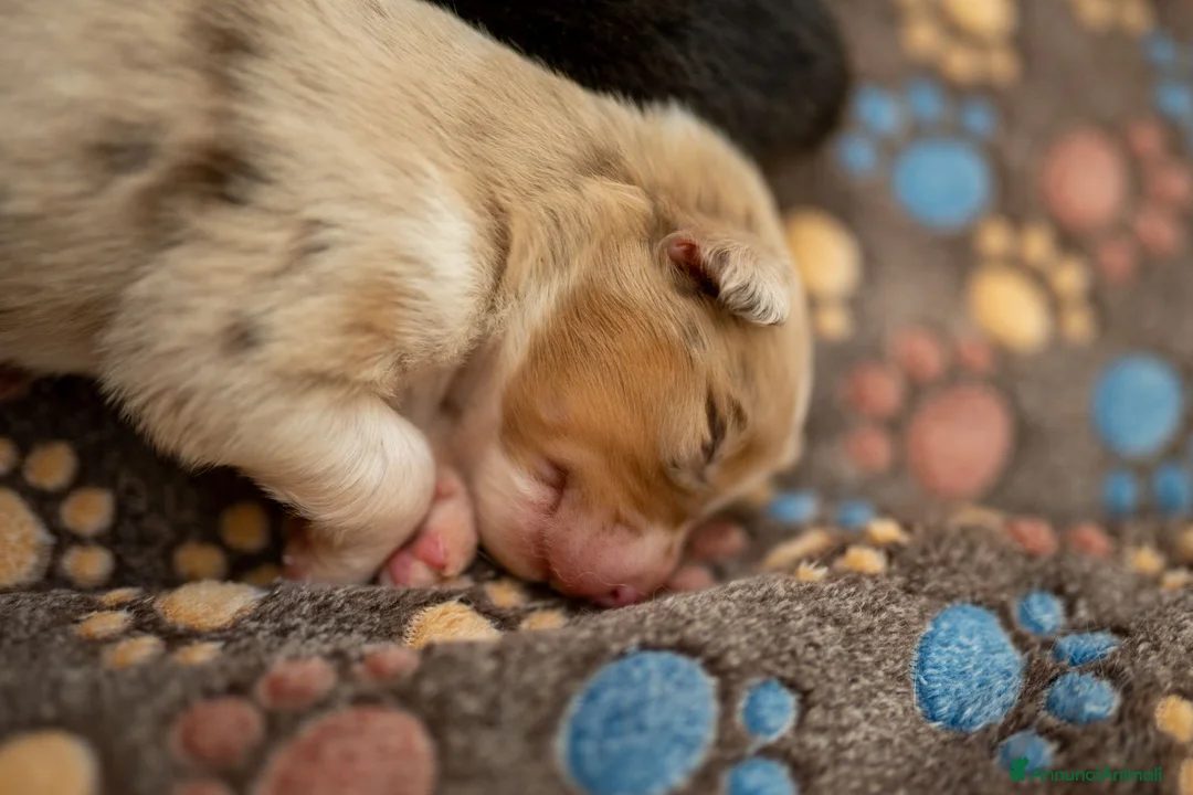 Australian Shepherd cani in vendita: aussie australian shepherd  - Annuncio 1