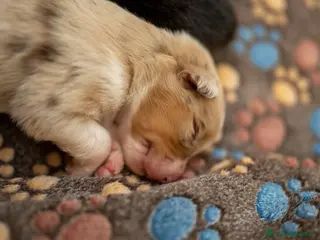 Australian Shepherd cani aussie australian shepherd - Annuncio 1