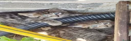Europeo gatti in regalo: Gattini in regalo a Città Metropolitana di Torino - Annuncio 4