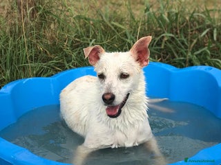 Meticcio cani Tilla, simpatica cagnolina a pois a Provincia di Latina - Annuncio 35