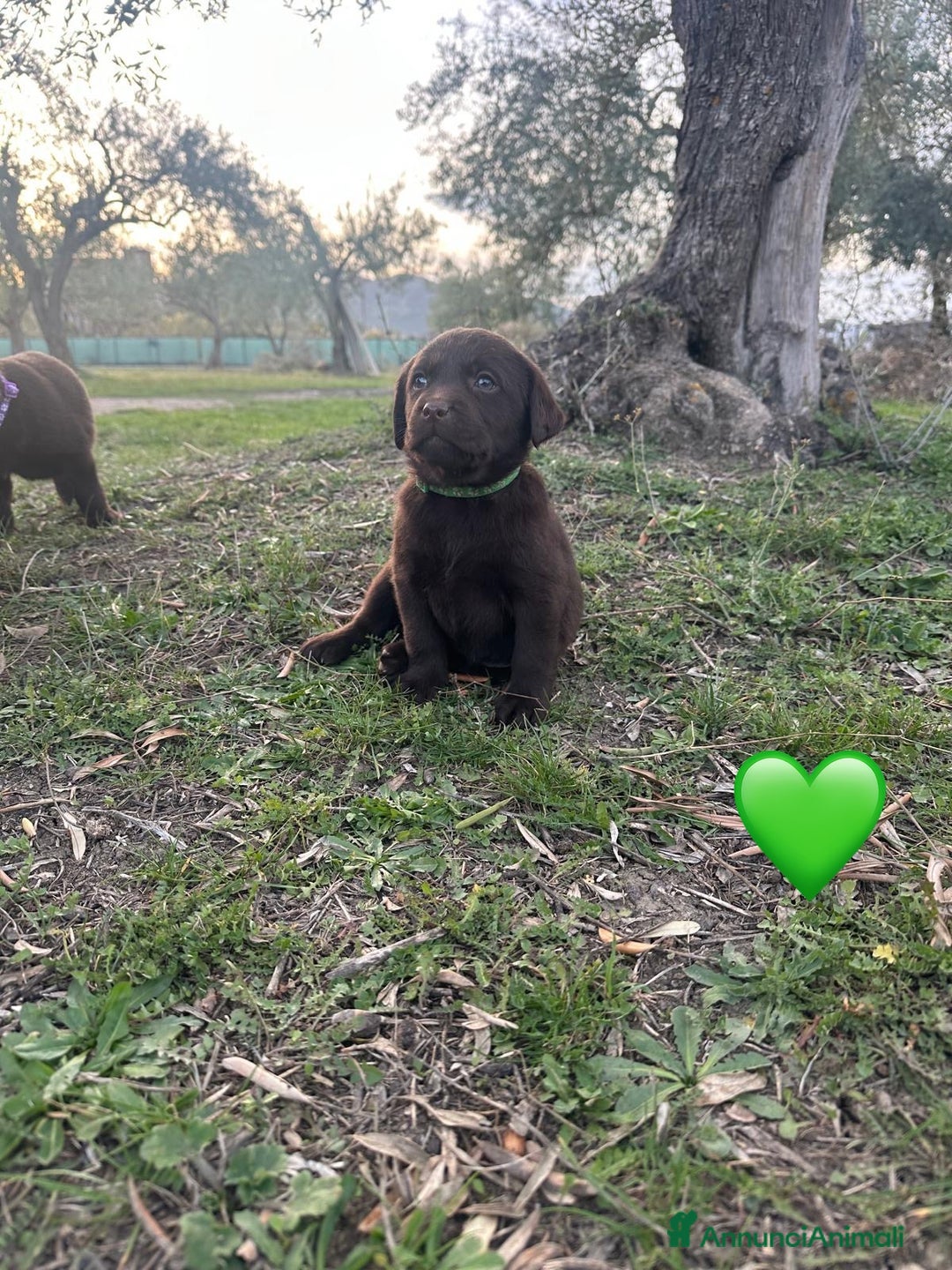 Labrador cani in vendita: Cuccioli Labrador chocolate - Annuncio 6