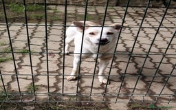 Meticcio cani in regalo: ALICE  a Città Metropolitana di Torino - Immagine 17
