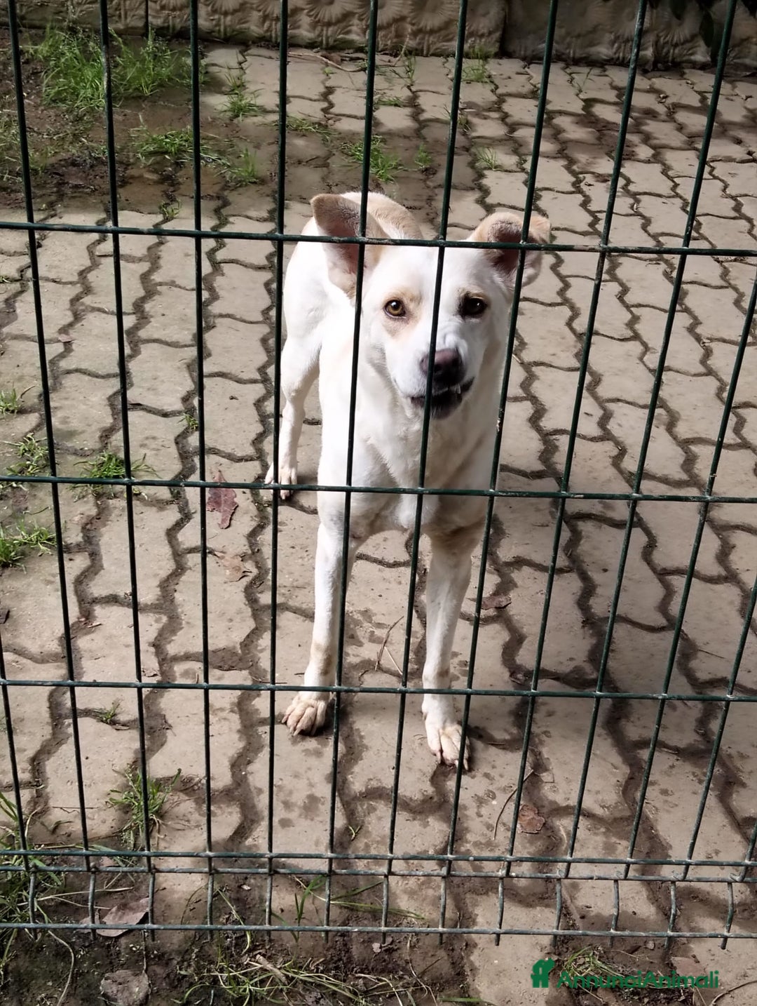 Meticcio cani in regalo: ALICE  a Città Metropolitana di Torino - Immagine 17