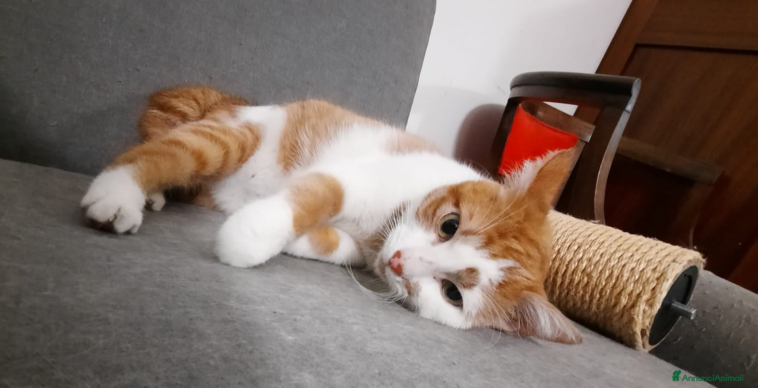 Meticcio gatti Mirtillo micio tenerissimo di 4 anni - Annuncio 40