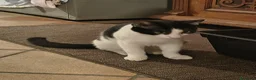 Europeo gatti in regalo: gattina 5 mesi  - Annuncio 5