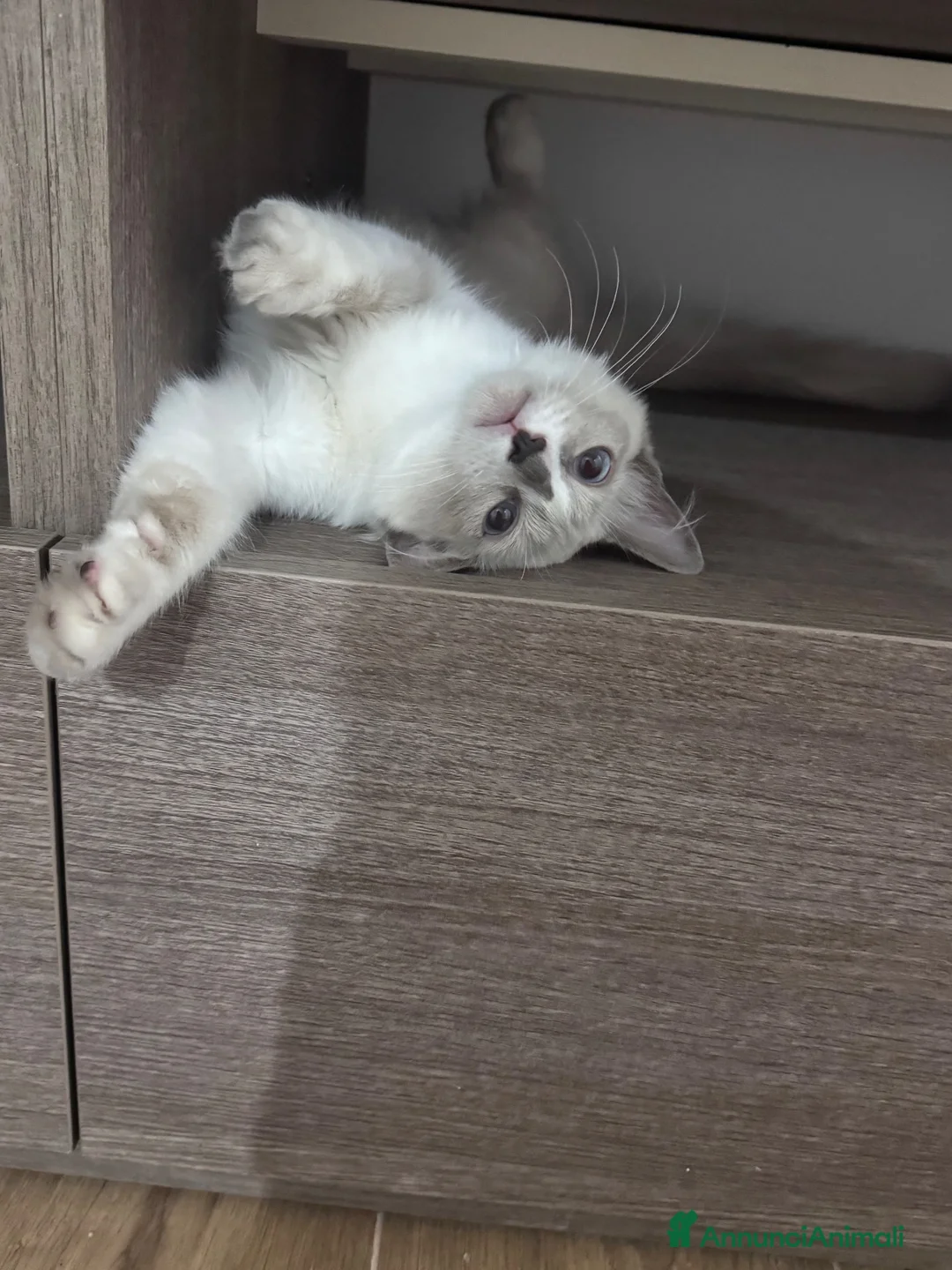Ragdoll gatti in vendita: Ragdoll - Annuncio 1