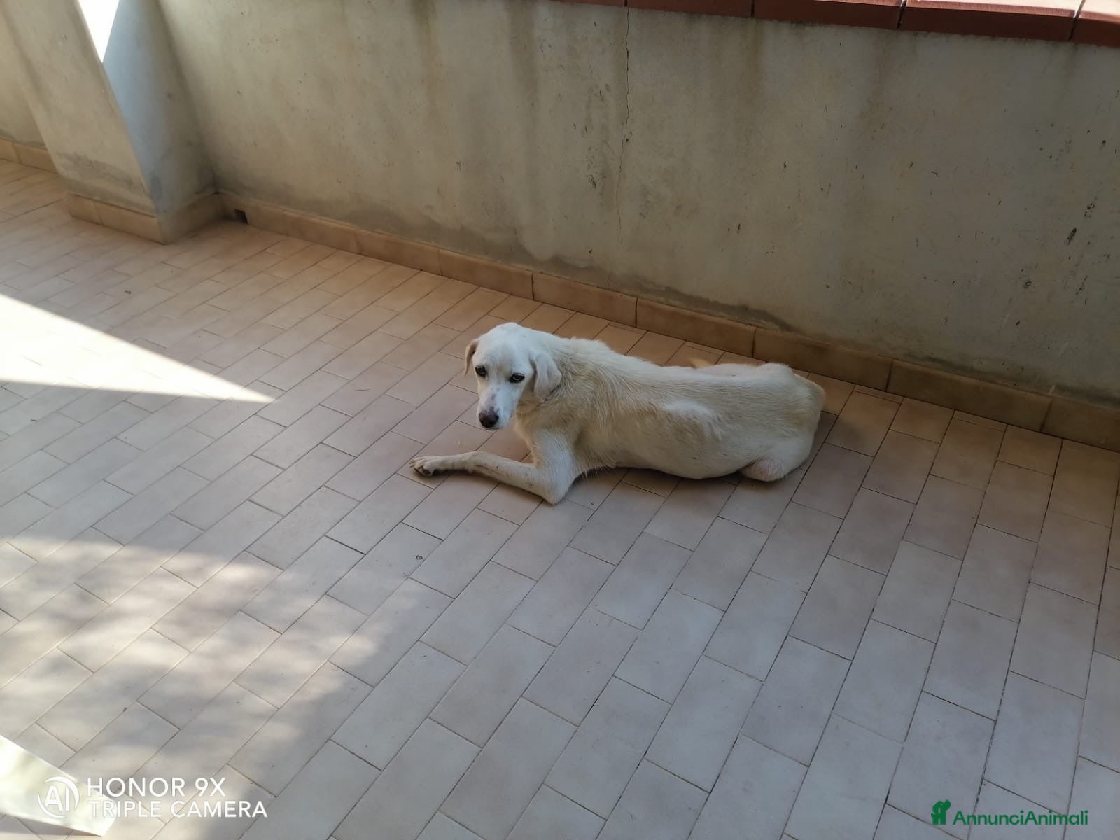 Pastore Abbruzzese Maremmano cani regalo cucciolo di maremmano  - Annuncio 24