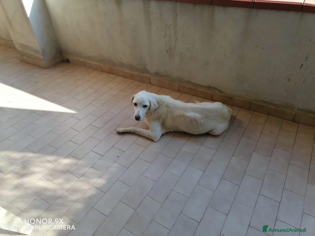Pastore Abbruzzese Maremmano cani in regalo: regalo cucciolo di maremmano  a Provincia di Nuoro - Annuncio 1