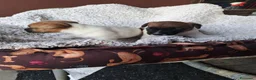 Jack Russell cani in vendita: Jack russell  - Annuncio 13