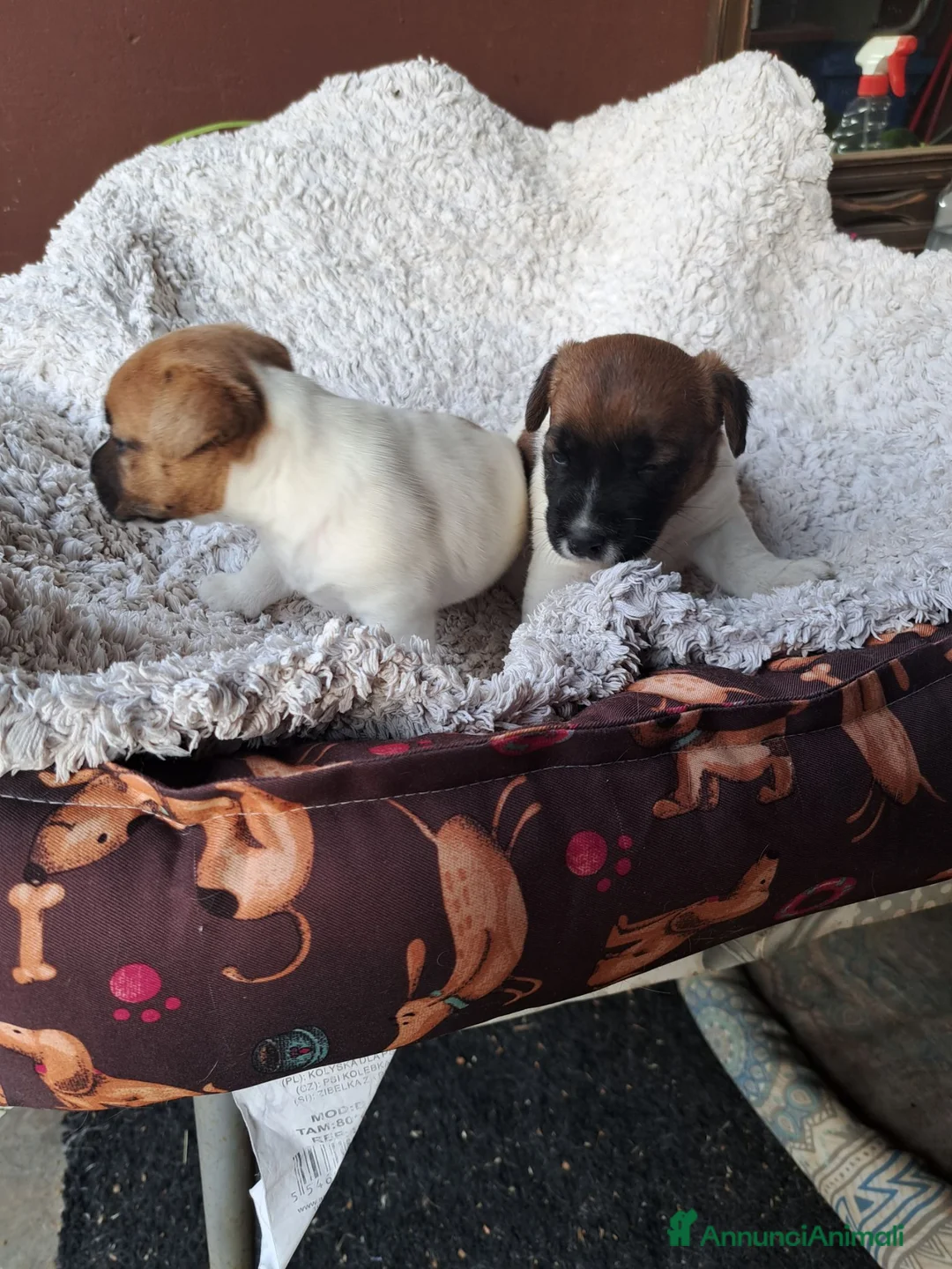 Jack Russell cani in vendita: Jack russell  - Annuncio 13