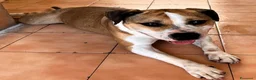Meticcio cani in regalo: GOLD BELLISSIMO AMSTAFF - Annuncio 4
