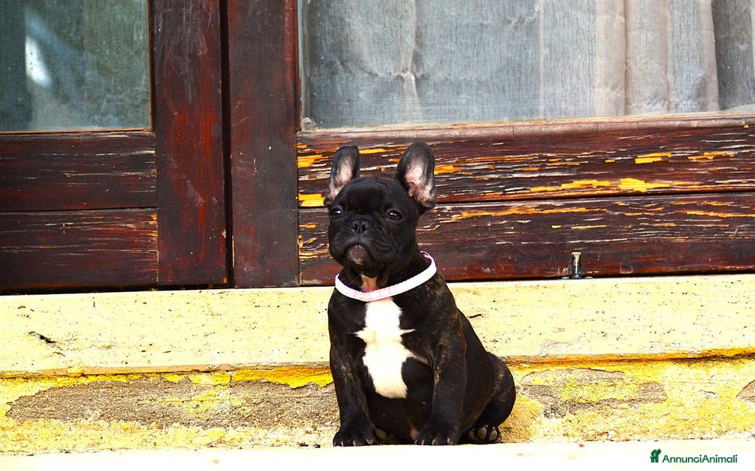 Bulldog Francese cani in vendita: Femmina Bringee  - Annuncio 10