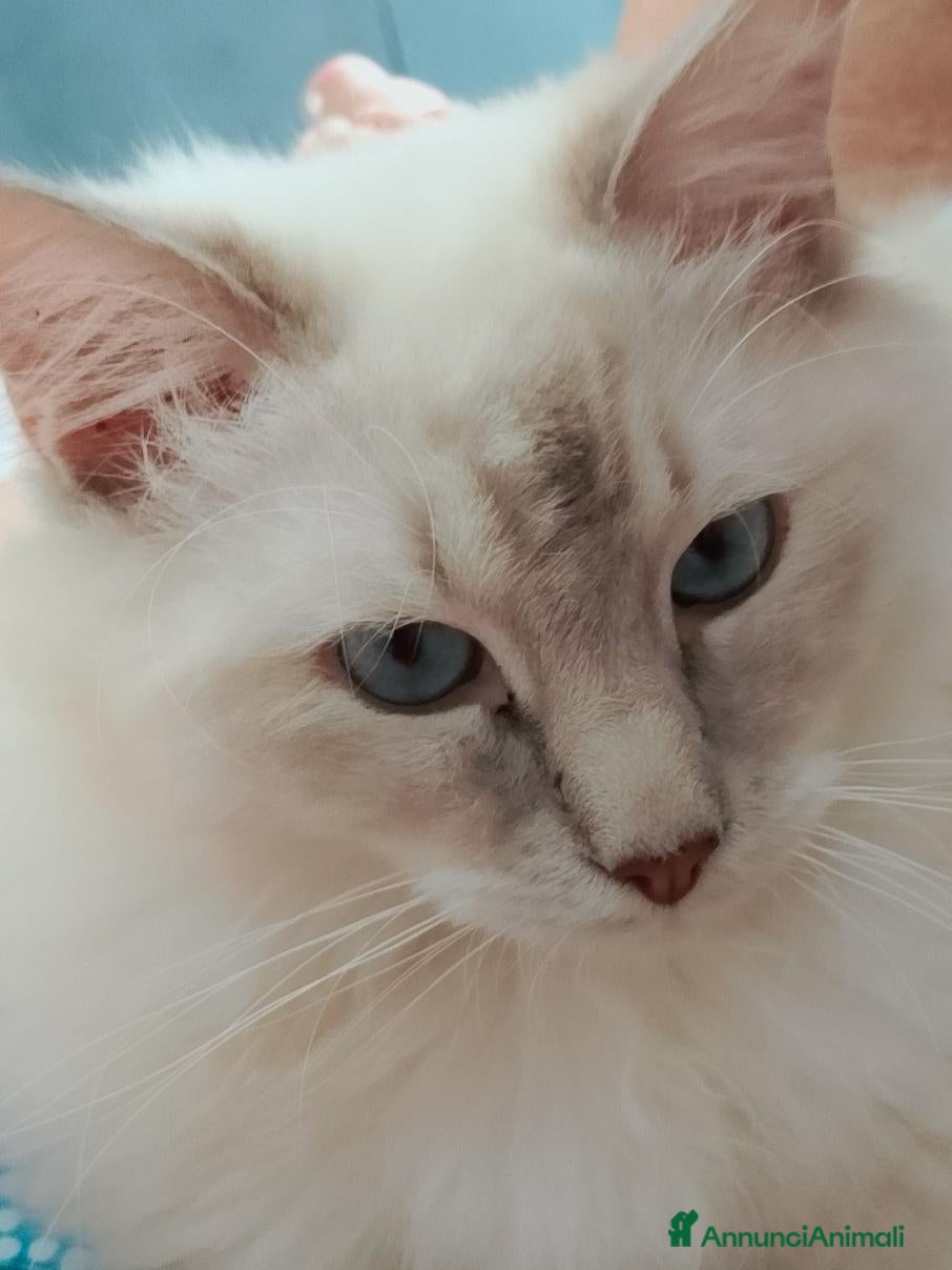 Ragdoll gatti Accoppiamento per Ragdoll maschio  - Annuncio 8