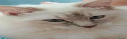 Ragdoll gatti per accoppiamento: Accoppiamento per Ragdoll maschio  - Annuncio 1