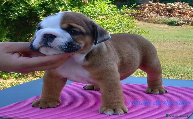 Bulldog cani a Provincia di Latina - Annuncio 1
