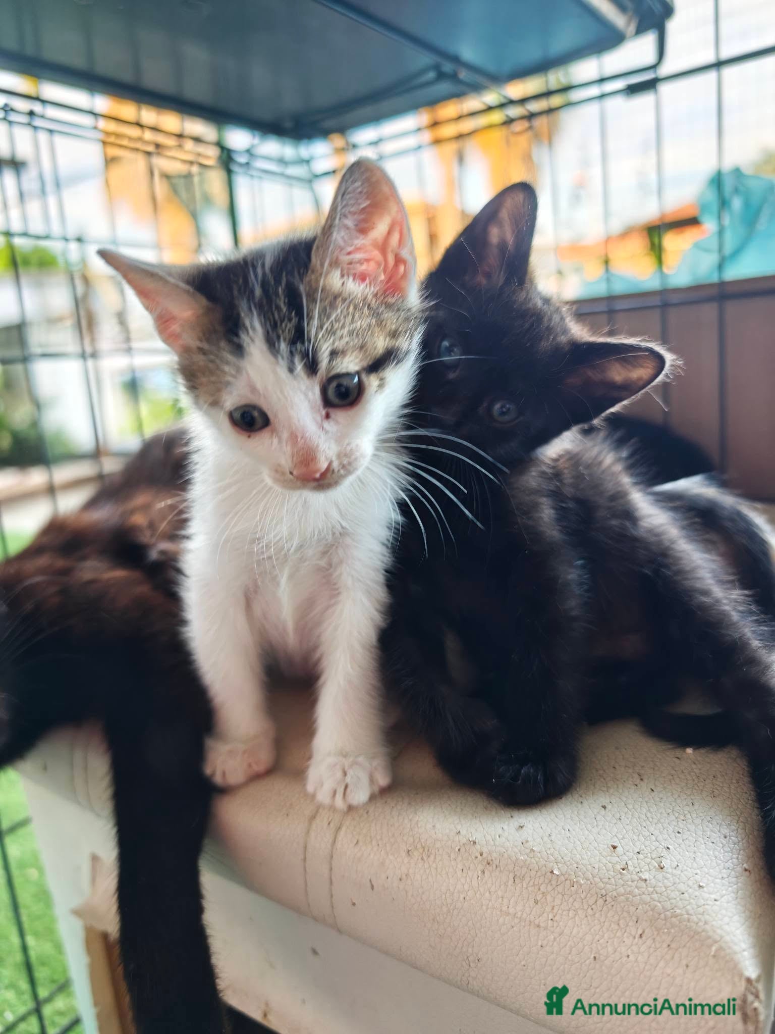 Meticcio gatti 🐾 MOKA E I SUOI “MOCACCINI”  - Annuncio 20