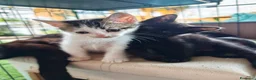 Meticcio gatti in regalo: 🐾 MOKA E I SUOI “MOCACCINI”  - Annuncio 1