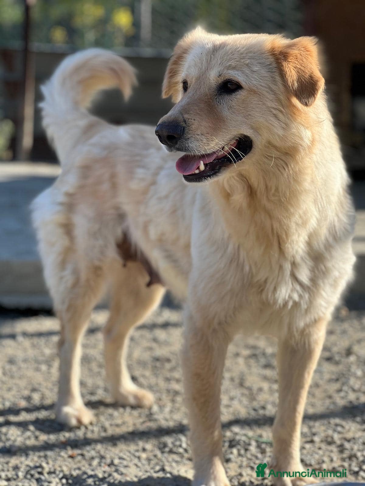Meticcio cani Emma buona come il pane - Annuncio 4