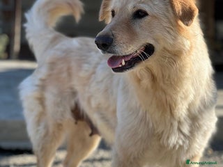 Meticcio cani Emma buona come il pane - Annuncio 3
