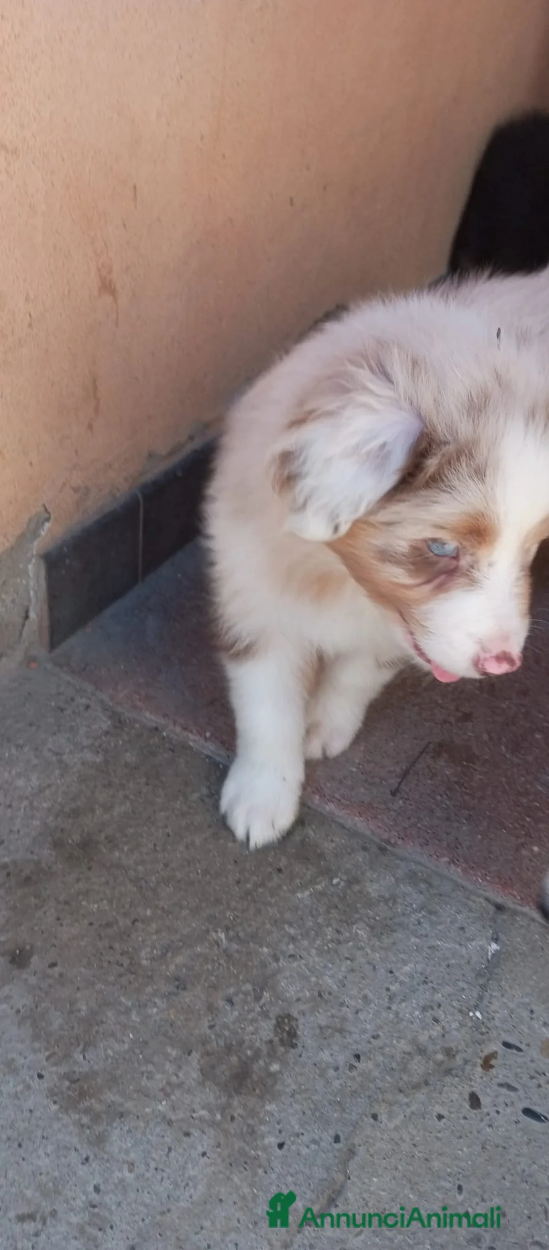 Australian Shepherd cani in vendita: Cuccioli pastore australiano - Annuncio 8