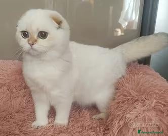 Scottish gatti Cuccioli Scottish fold pedigree ENFI - Annuncio 1