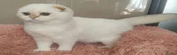 Scottish gatti in vendita: Cuccioli Scottish fold pedigree ENFI a Provincia di Verona - Annuncio 1