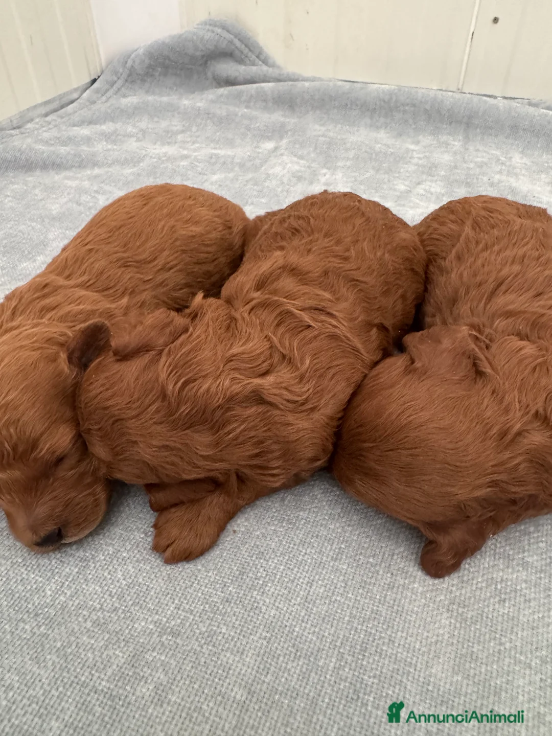 Barboncino Toy cani in vendita: Barboncini Toy red Abruzzo - Annuncio 5