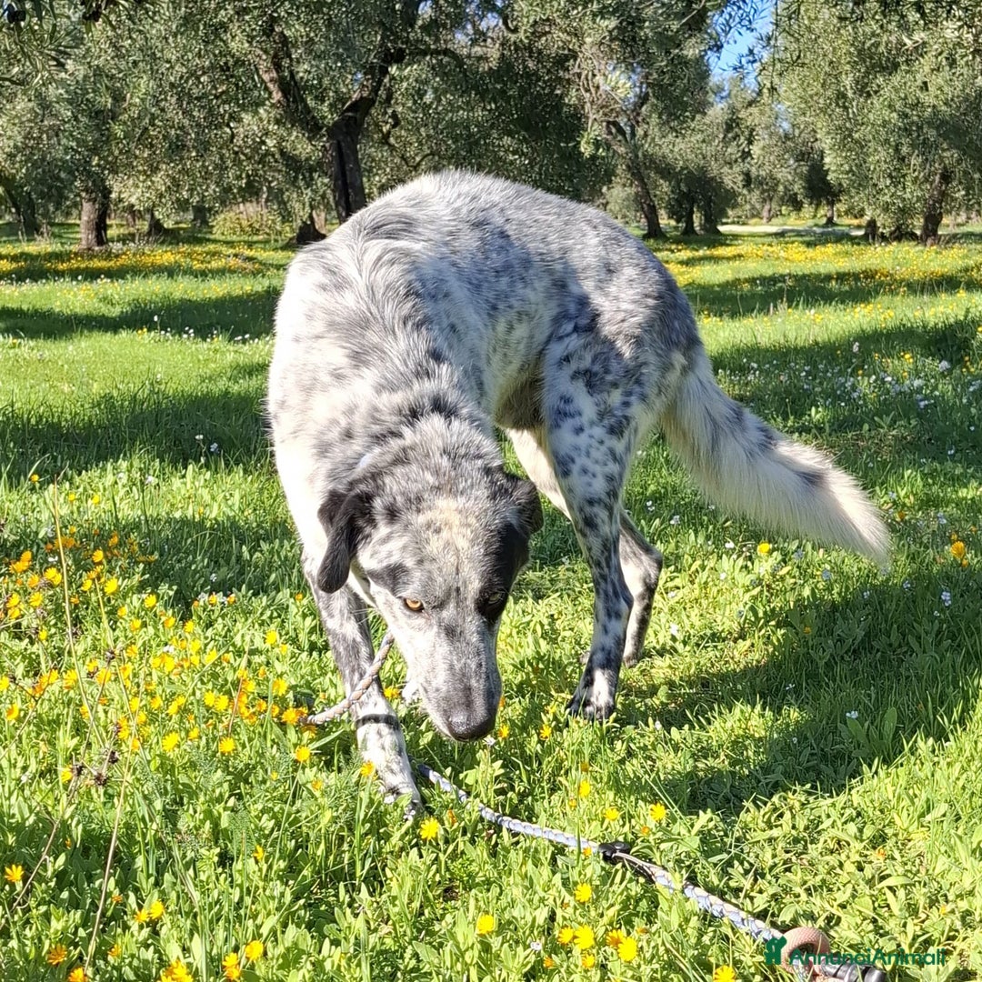Meticcio cani in regalo: Super Furia - Annuncio 4