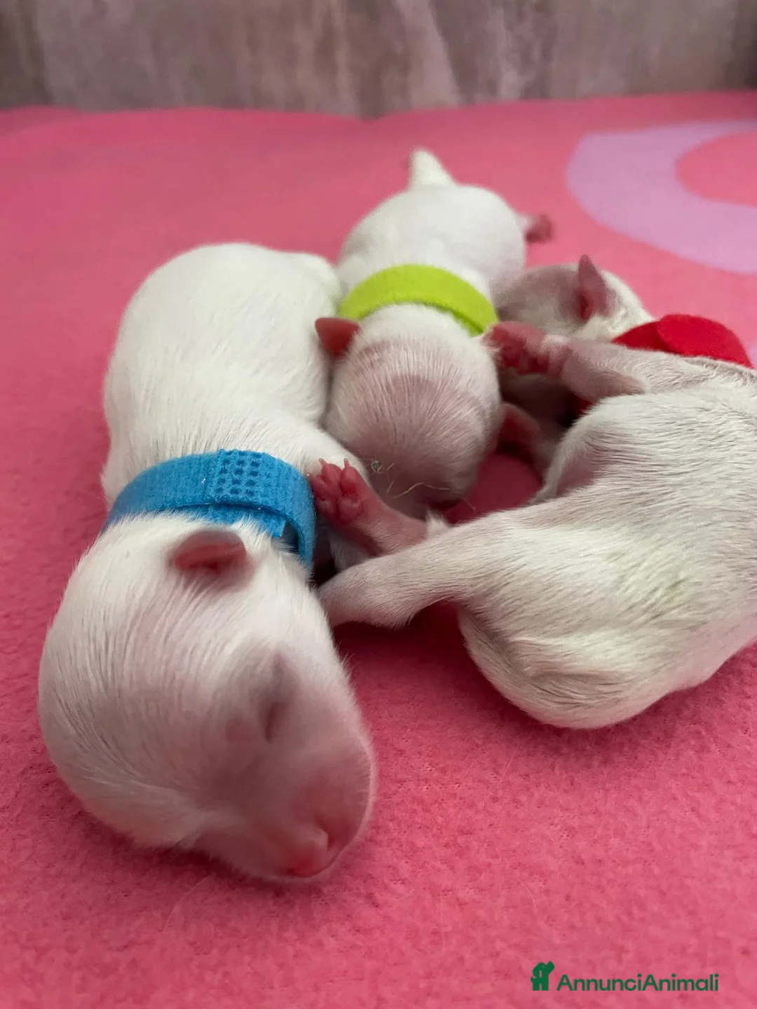 Maltese cani in vendita: Cuccioli di Maltese con Pedigree ENCI  - Annuncio 1