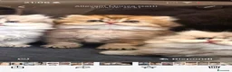 British gatti in vendita: British longhair  - Annuncio 12